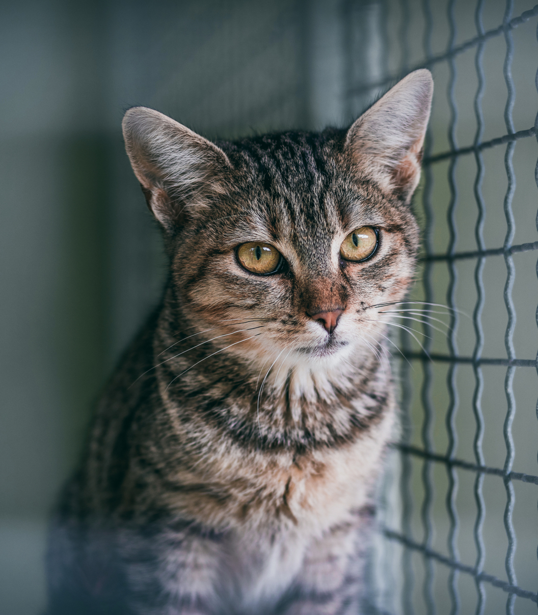 Desex Your Dog or Cat Get 20 Off Operation Wanted